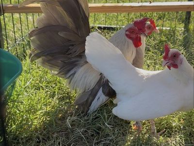 Fawn Silver Azteca Rooster
