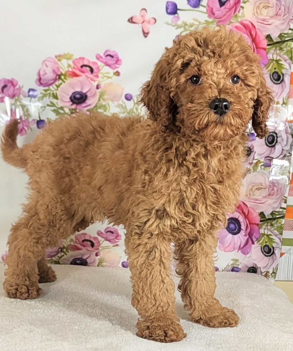 Meet Boy Harold — Your Future Best Friend!