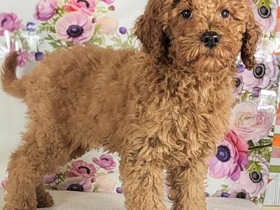 Meet Boy Harold — Your Future Best Friend!