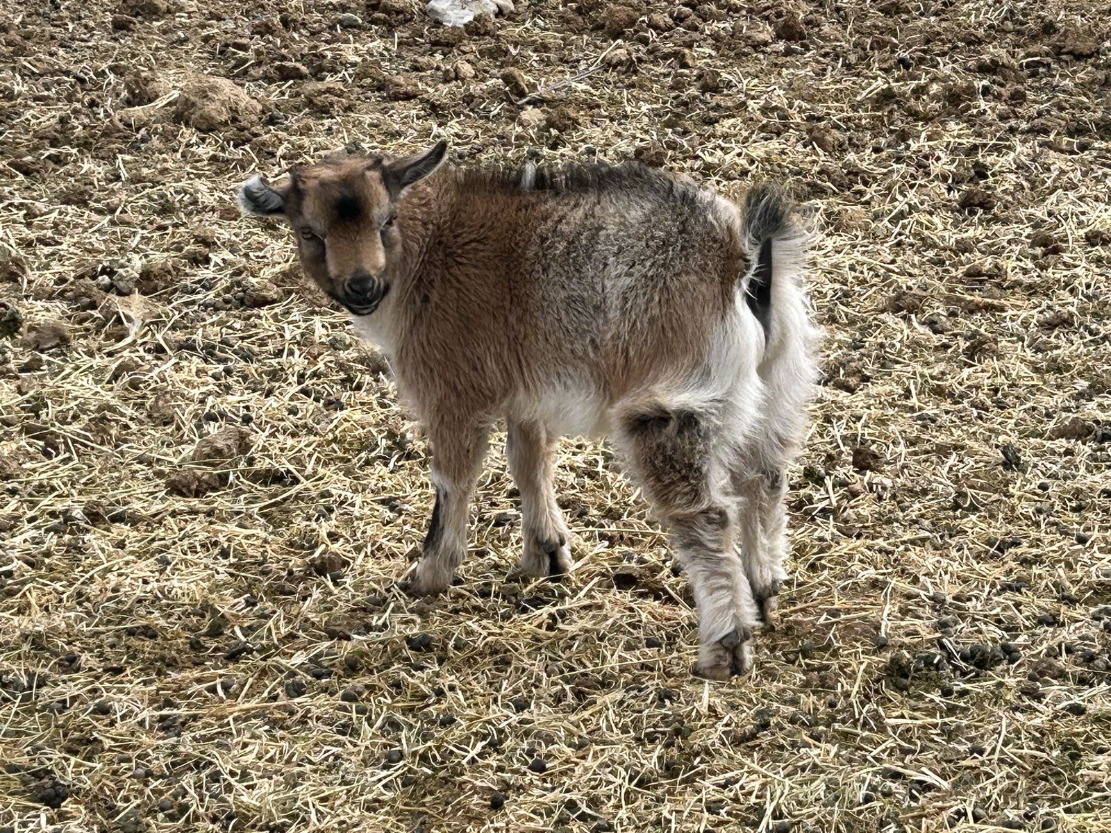 Nigerian Dwarf Goat Buck