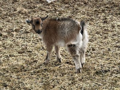 Nigerian Dwarf Goat Buck