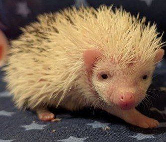 Baby Male Hedgehog Brando