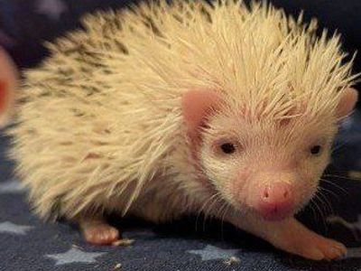 Baby Male Hedgehog Brando
