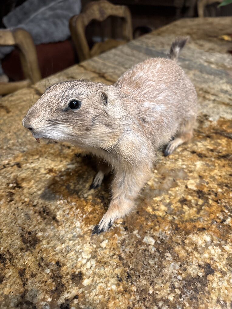 Prairie Dog