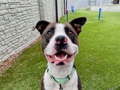 A157786 Blaize is Available for Adoption!