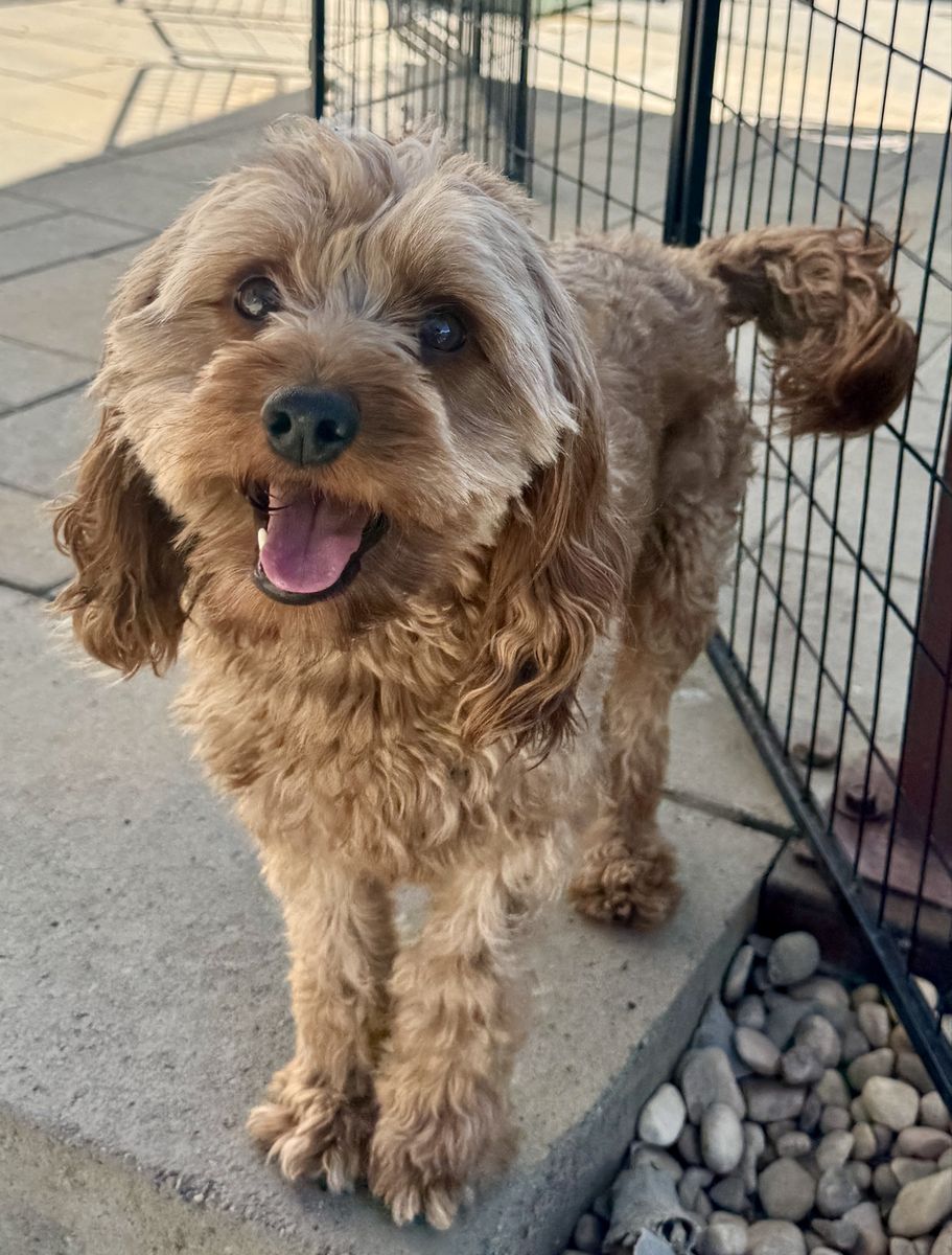 Bowser – Handsome 2-Year-Old Male Cavapoo – Intact 