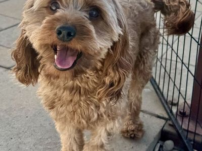 Bowser – Handsome 2-Year-Old Male Cavapoo – Intact