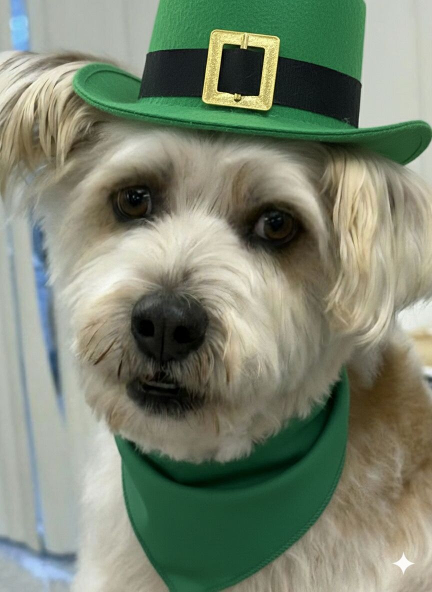 Willis, schnauzer cattle dog mix looking for a home