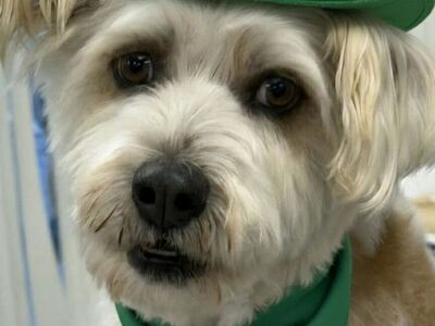 Willis, schnauzer cattle dog mix looking for a home