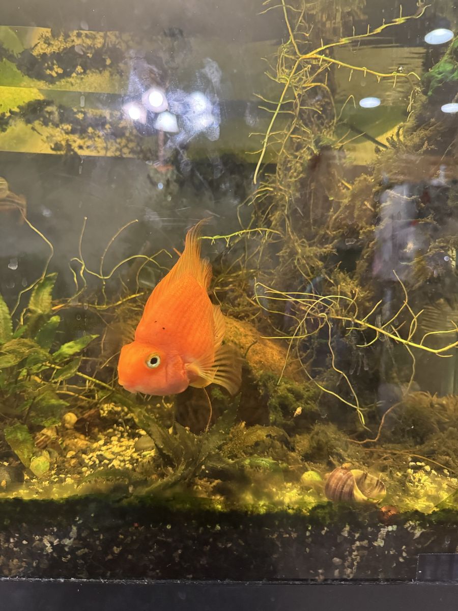 Blood Parrot Cichlid