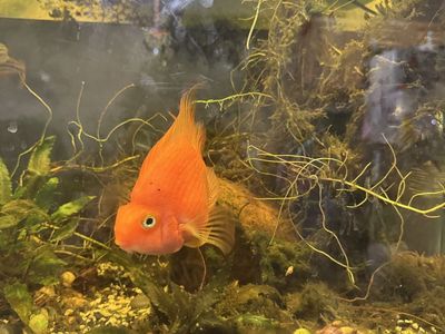 Blood Parrot Cichlid