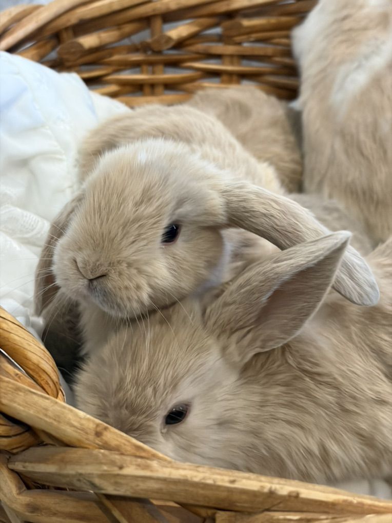 Purebred Holland Lop Baby Bunny Rabbit