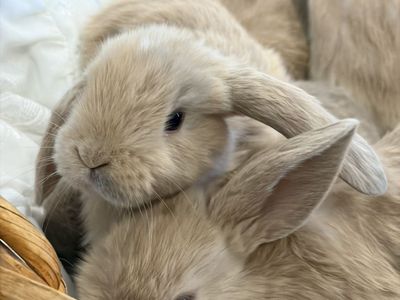 Purebred Holland Lop Baby Bunny Rabbit
