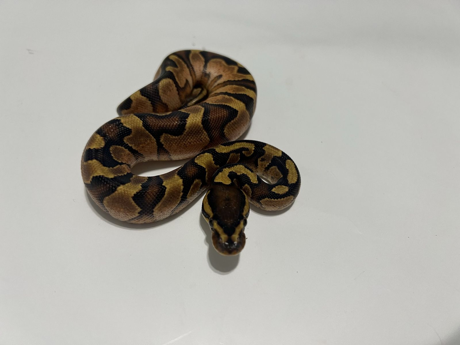 Ball Python Reptile #43