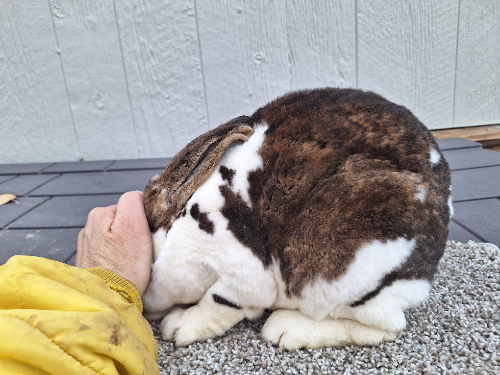 Standard rex rabbits