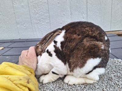 Standard rex rabbits