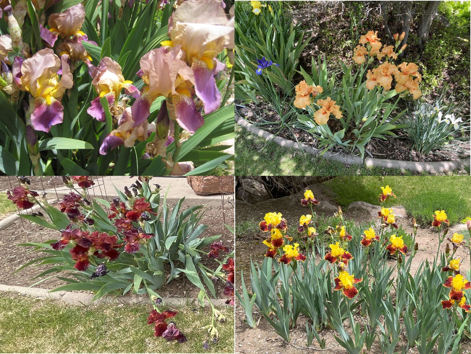17 COLORS of Bearded IRIS Rhizomes SEE PHOTOS
