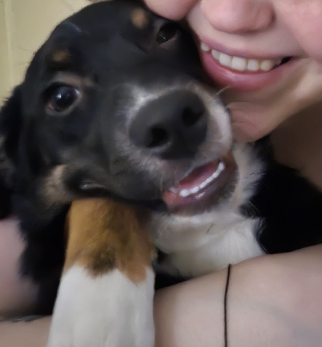 Aussiedor pups