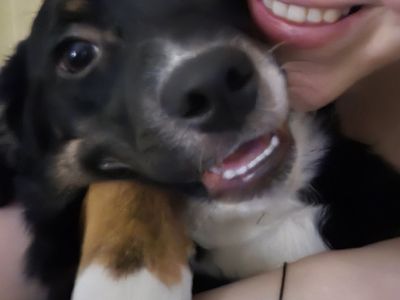 Aussiedor pups