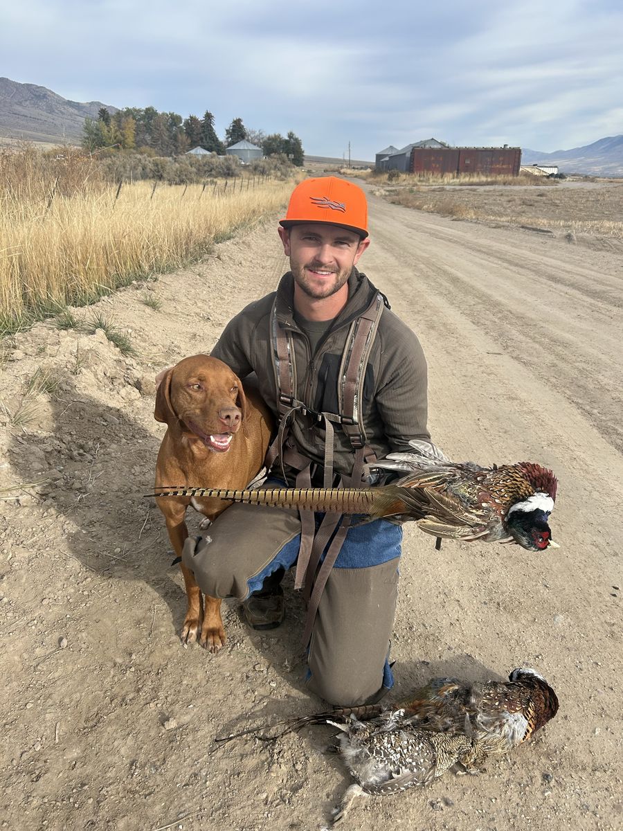 Vizsla Britney mix