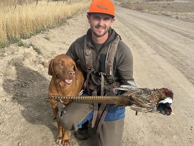 Vizsla Britney mix