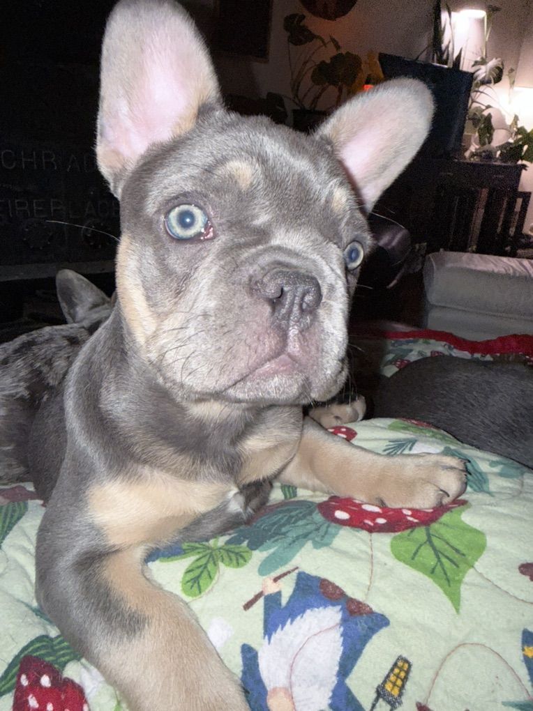 Akc French Bulldog Female Puppy