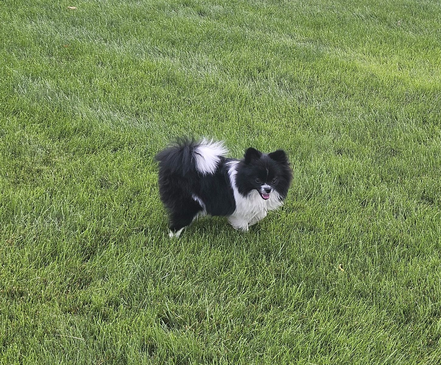 Parti Pomeranian