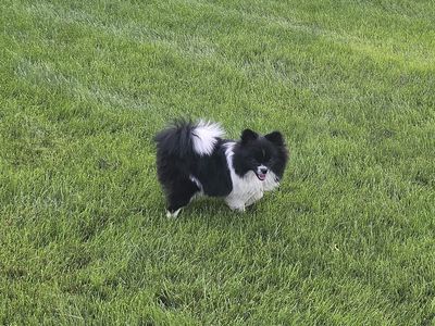 Parti Pomeranian