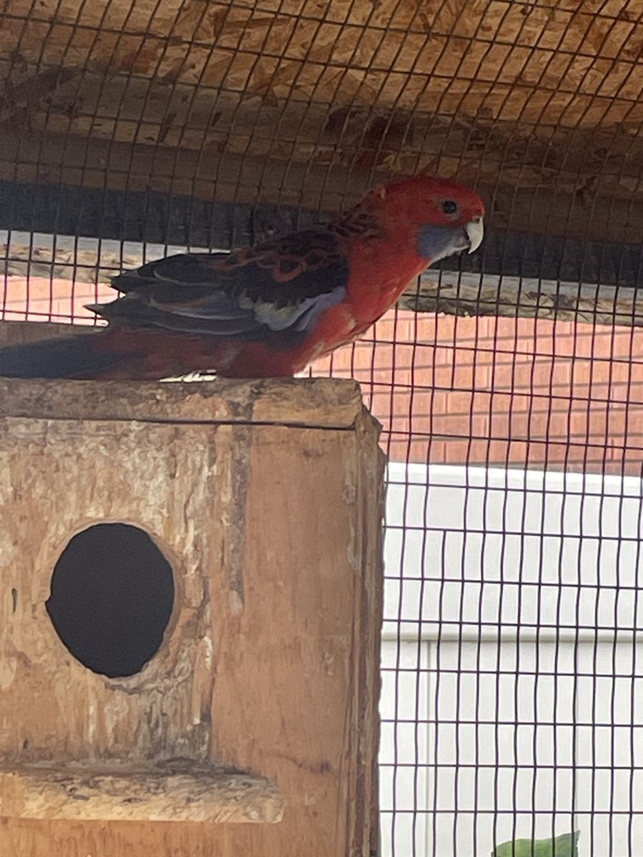 Proven pair crimson rosellas