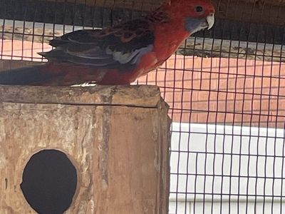 Proven pair crimson rosellas
