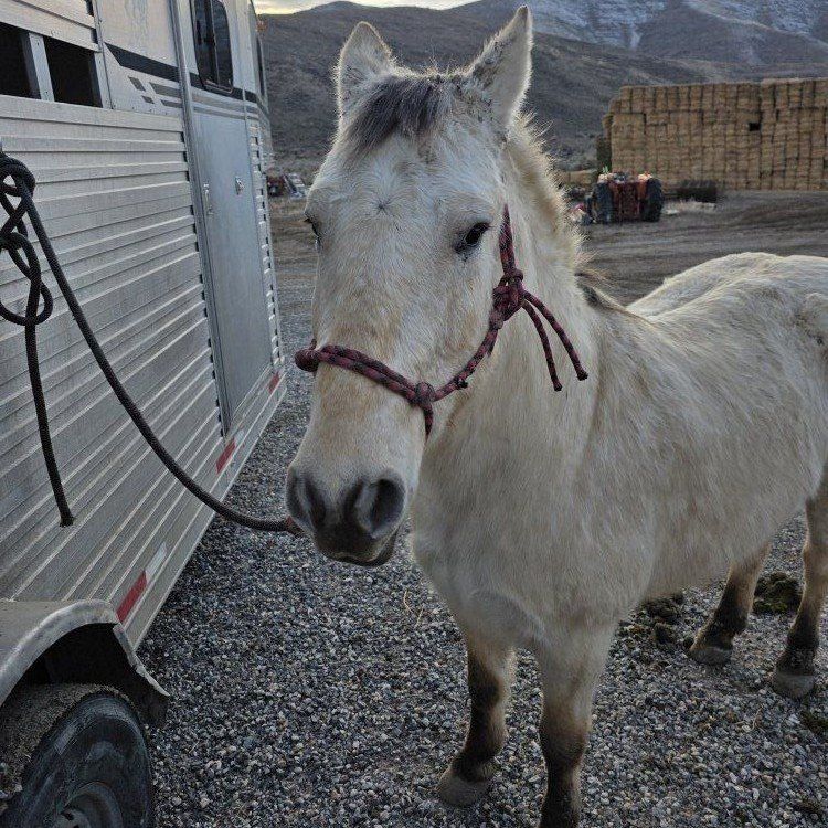 9 yr old all around pony