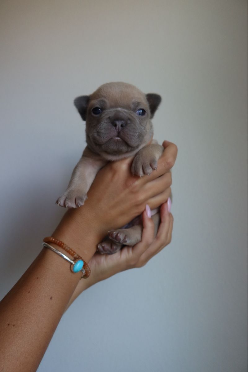 Adorable French Bulldog Puppies