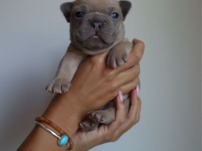 Adorable French Bulldog Puppies