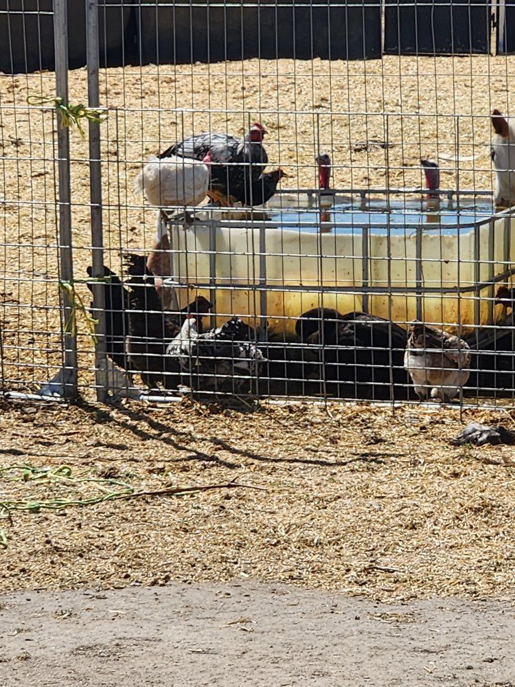 Chickens hens  roosters - Backyard Flock