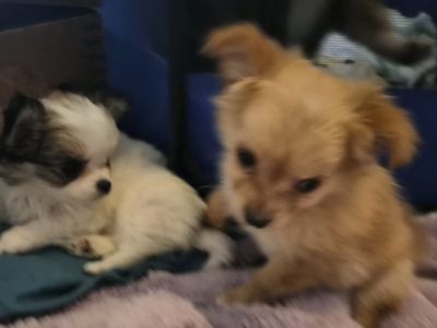 Tea Cup Purebred Long-Haired Chihuahua Puppy
