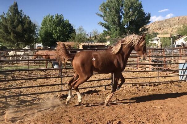 Flaxen Arabian colt