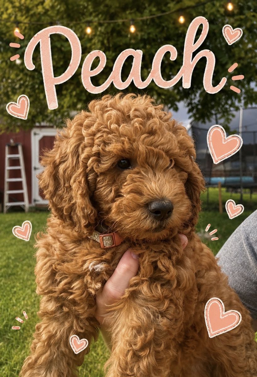 Mini golden doodle puppy