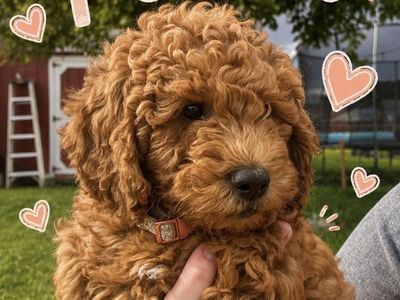 Mini golden doodle puppy