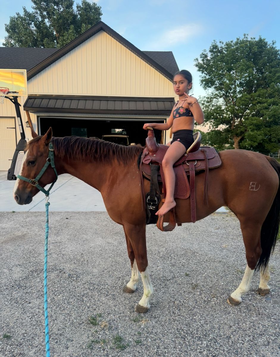 Broke kids horse mare AQHA