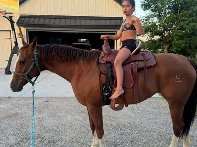 Broke kids horse mare AQHA