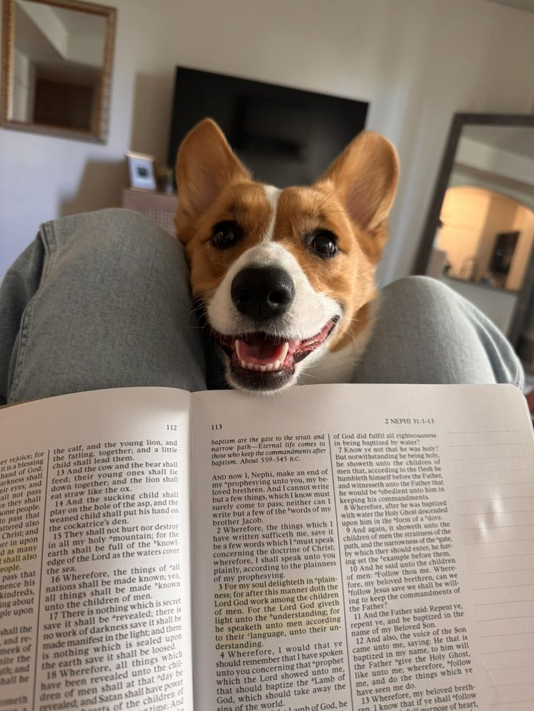 2 Year Old Corgi