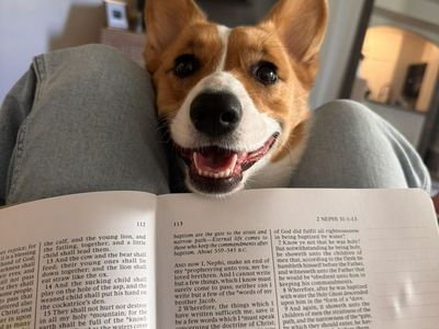 2 Year Old Corgi