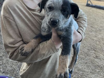 HEELER PUPS - only 2 left!!! THEY WILL BE ON THE SMALL SIDE!!! ONLY 2 MALES LEFT!!!