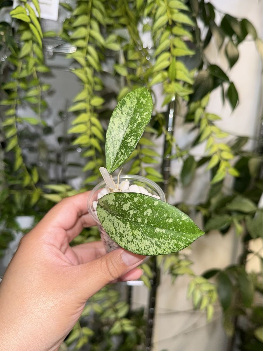 Hoya crassipetiolata x 'Michele' (clone 2, silver)