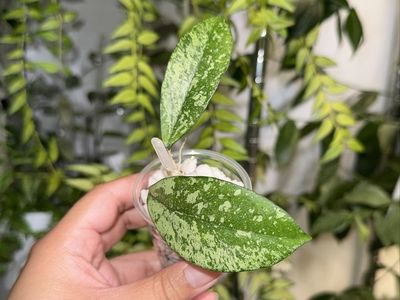 Hoya crassipetiolata x 'Michele' (clone 2, silver)