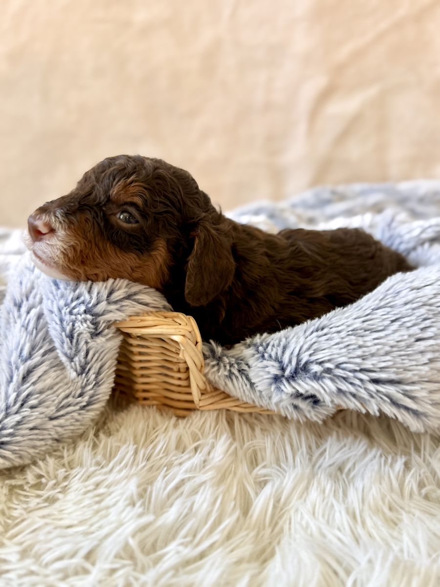 Multigenerational Mini Bernedoodle Puppies, Take Home July 31