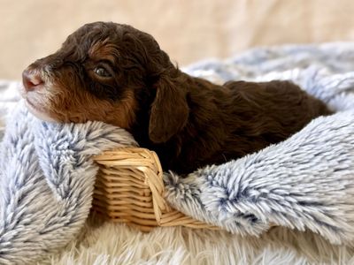 Multigenerational Mini Bernedoodle Puppies, Take Home July 31