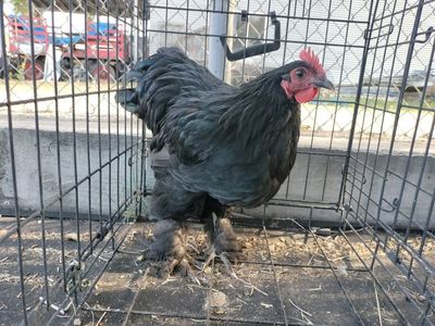 Young cockerals