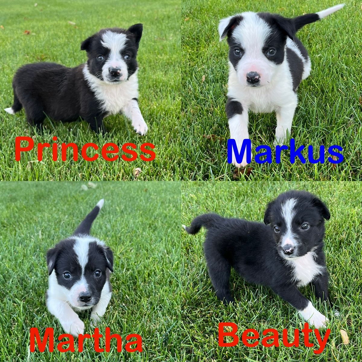 Border collie mix puppies (kelpie/corgi) 5-6 week old, (6/3/26)