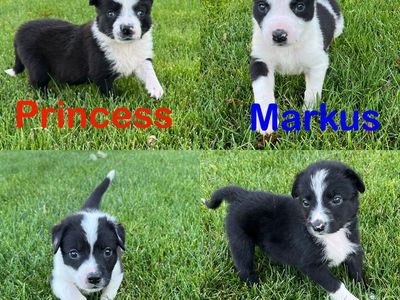 Border collie mix puppies (kelpie/corgi) 5-6 week old, (6/3/26)